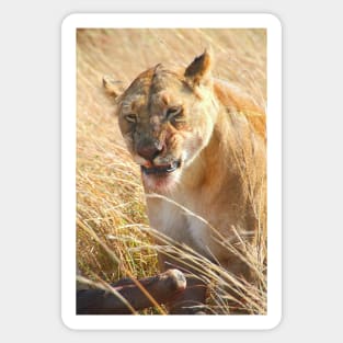 Lion at a Wildebeest Kill, Maasai Mara, Kenya Sticker